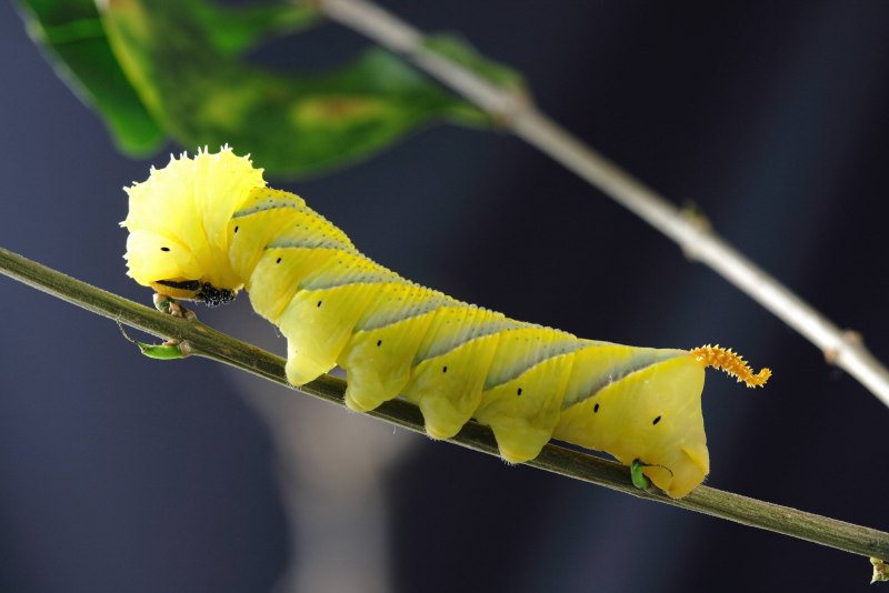 Гусеница Caterpillar голубая