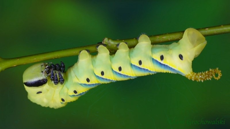 Yellow Caterpillar гусеница