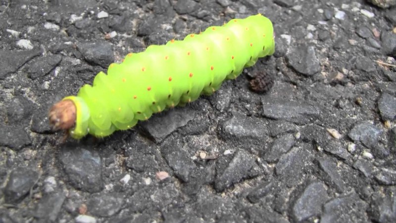 Papilio Troilus гусеница