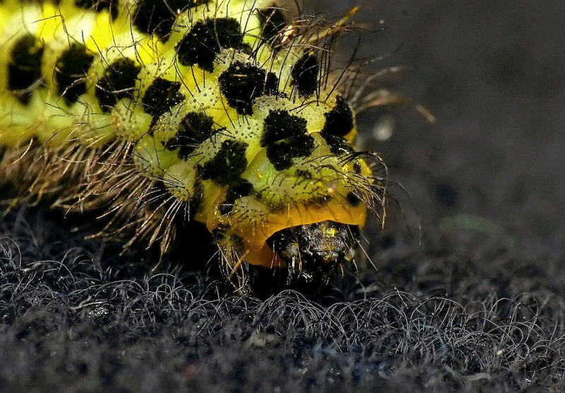 Gnophria rubricollis гусеница