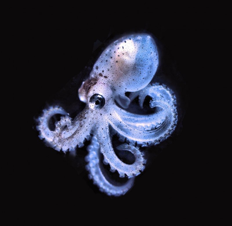 Кальмар Squid
