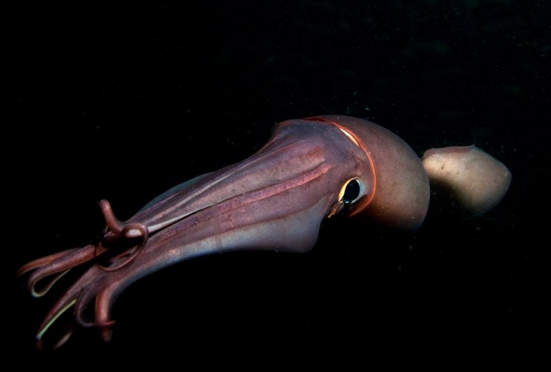 Enteroctopus dofleini
