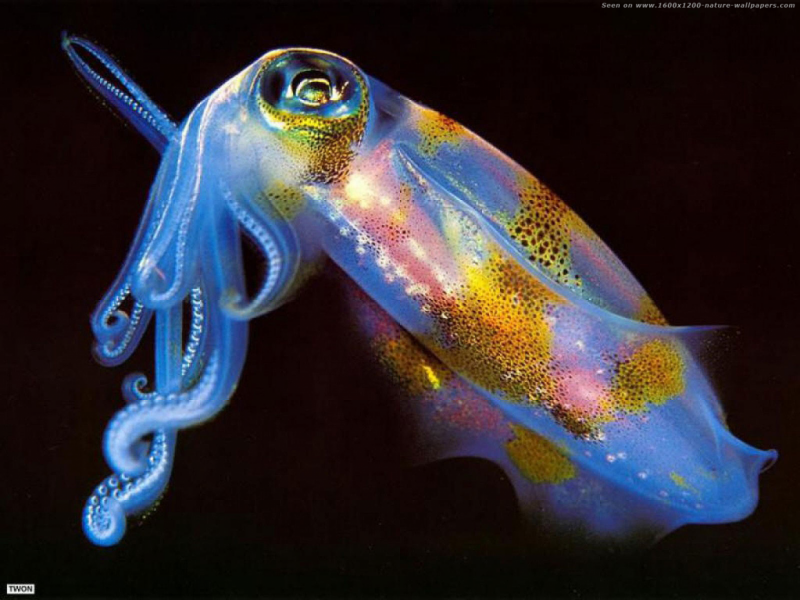Осьминог Octopus vulgaris