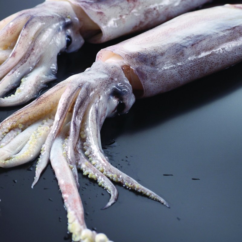 Осьминог Octopus vulgaris