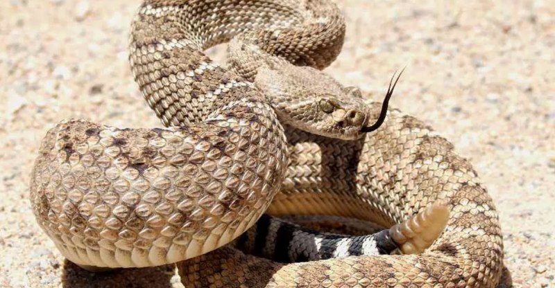 Crotalus cerastes — рогатый гремучник