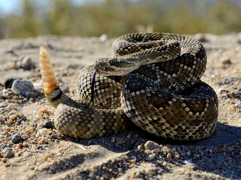 Rattlesnake! - Rattlesnake 2019