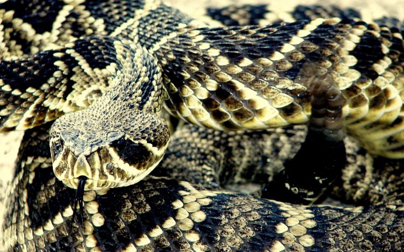 Diamondback Rattlesnake