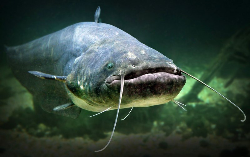 Silurus GLANIS