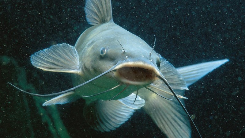 Silurus Asotus