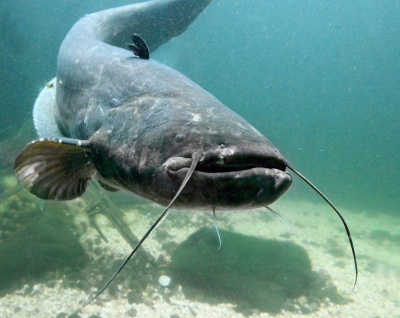 Сом обыкновенный Silurus GLANIS