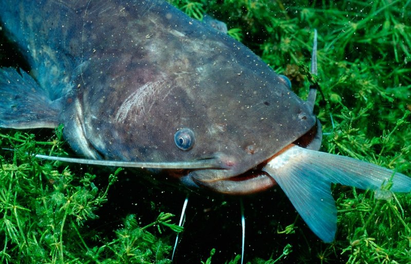 Сом Солдатова Soldatov Catfish