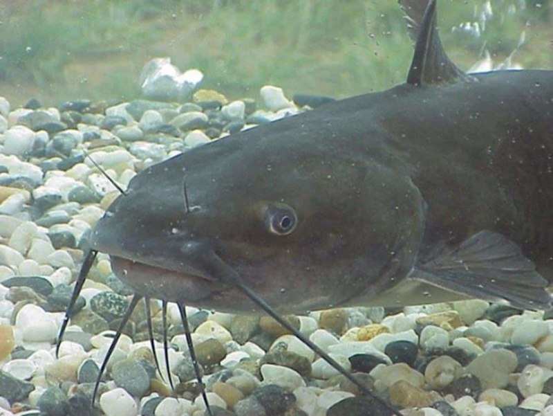 Канальный сомик Ictalurus punctatus