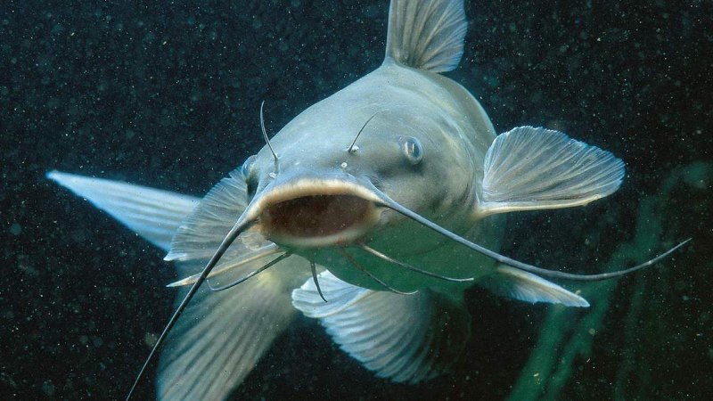 Морской сомик