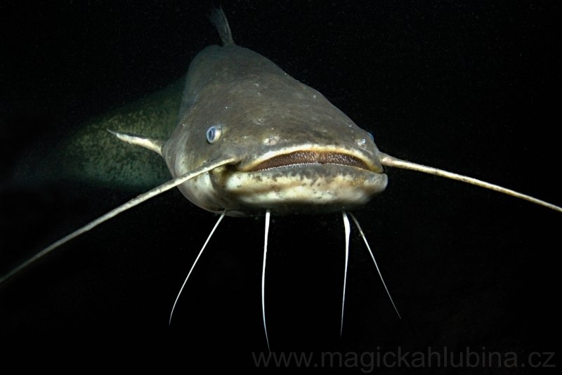 Европейский сом Silurus GLANIS