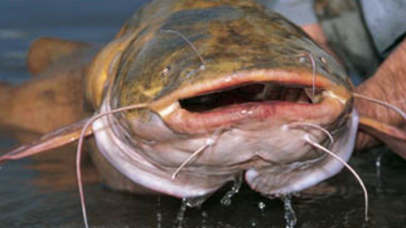 Канальный сомик Ictalurus punctatus