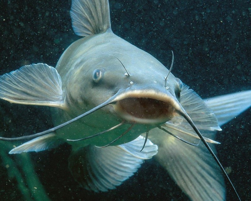 Европейский сом Silurus GLANIS