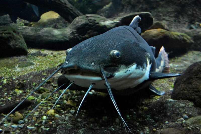 Catfish рыба