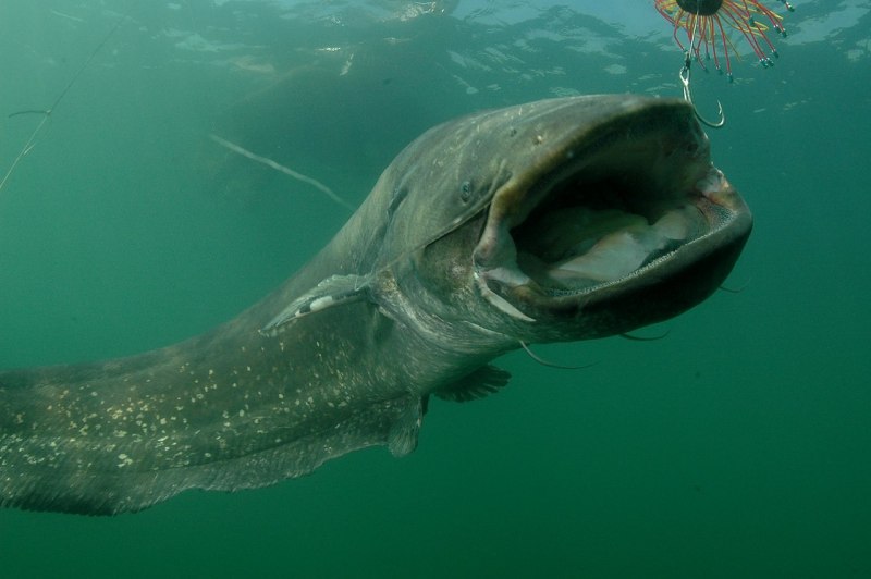 Электрические сомы Malapteruridae