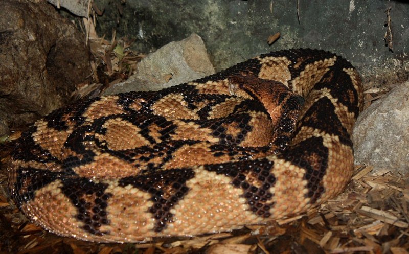 Бушмейстер (Lachesis muta)