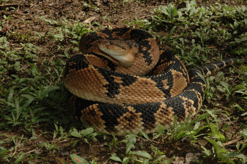 Бушмейстер (Lachesis muta)