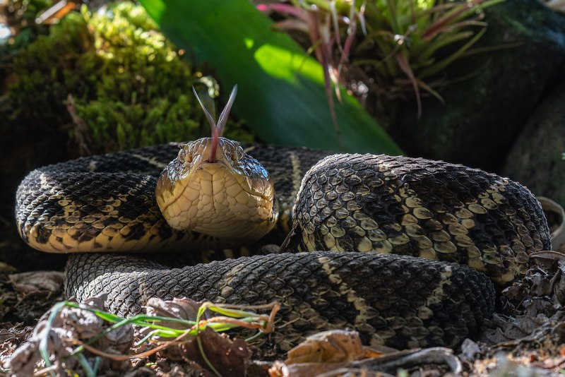 Bushmaster Snake