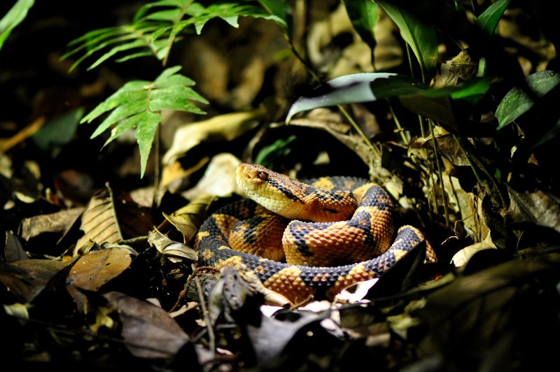 Бушмейстер (Lachesis muta)