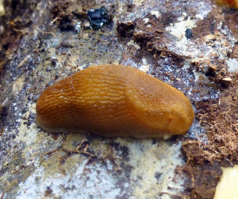 СЛИЗЕНЬ Arion lusitanicus