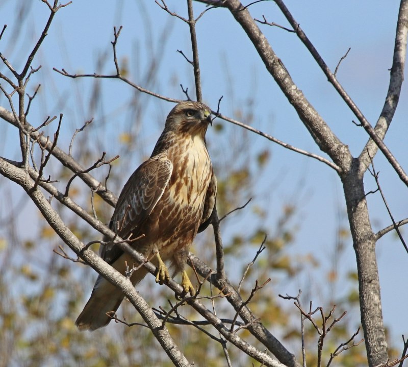 Eastern Buzzard