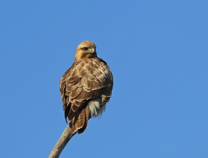 Канюк обыкновенный, Сарыч (Buteo Buteo)