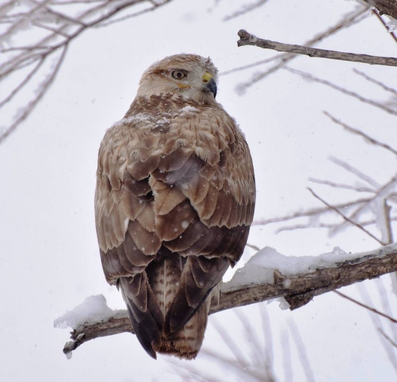 Eastern Buzzard