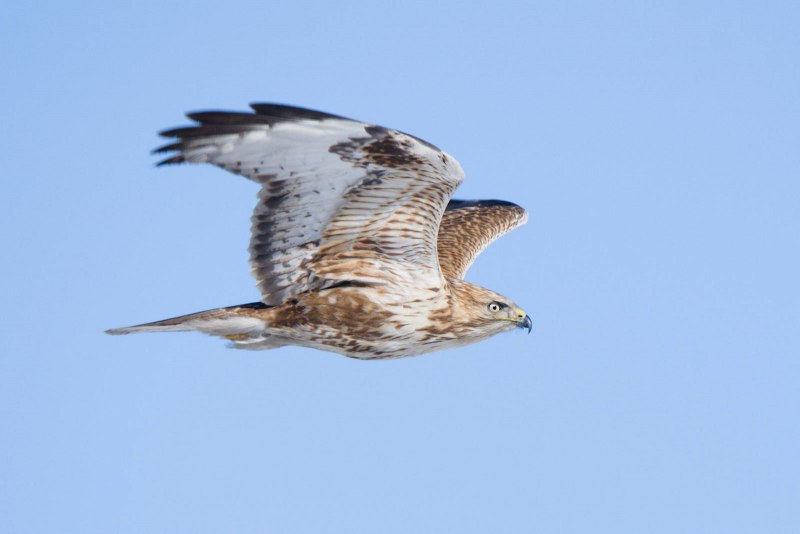 Eastern Buzzard