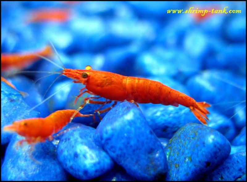 Neocaridina heteropoda