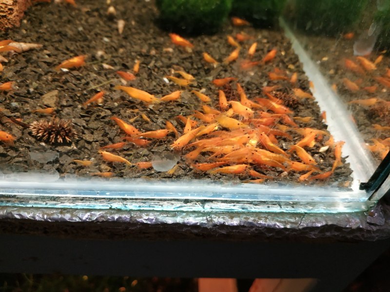 Shrimp Red Rili