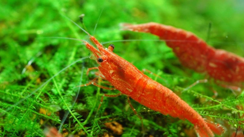Креветки Neocaridina heteropoda