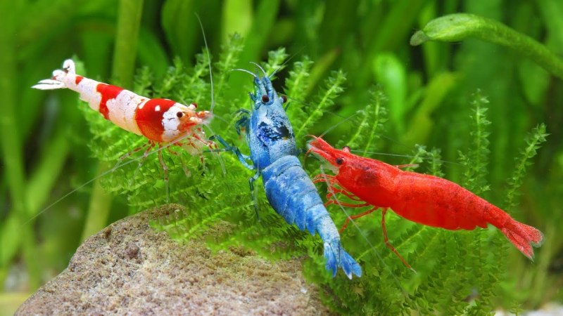Shrimp Ocean