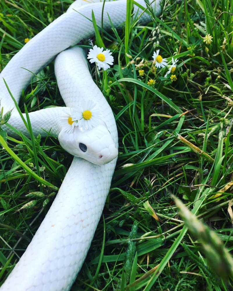 Королевский питон Albino