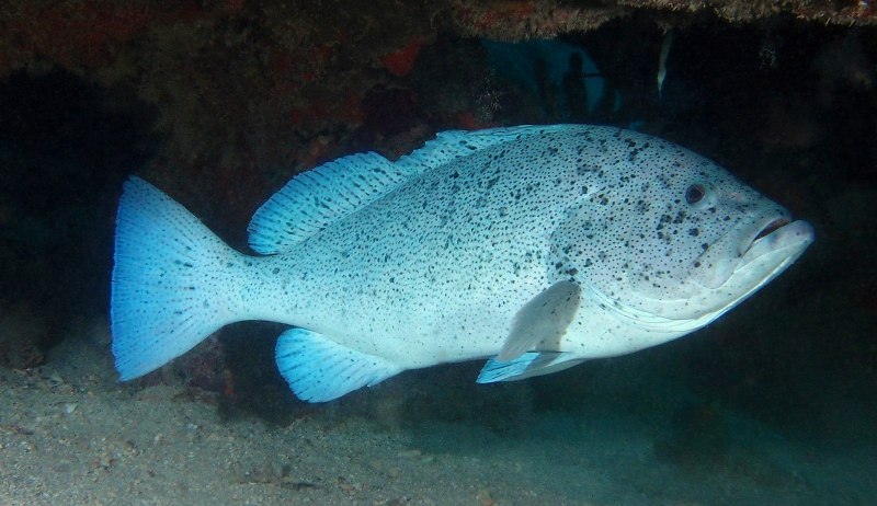 Epinephelus aeneus