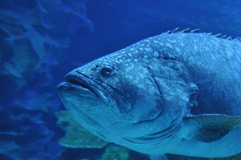 Морской окунь Epinephelus lanceolatus