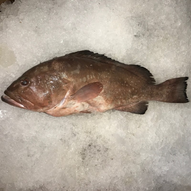 Epinephelus fuscoguttatus