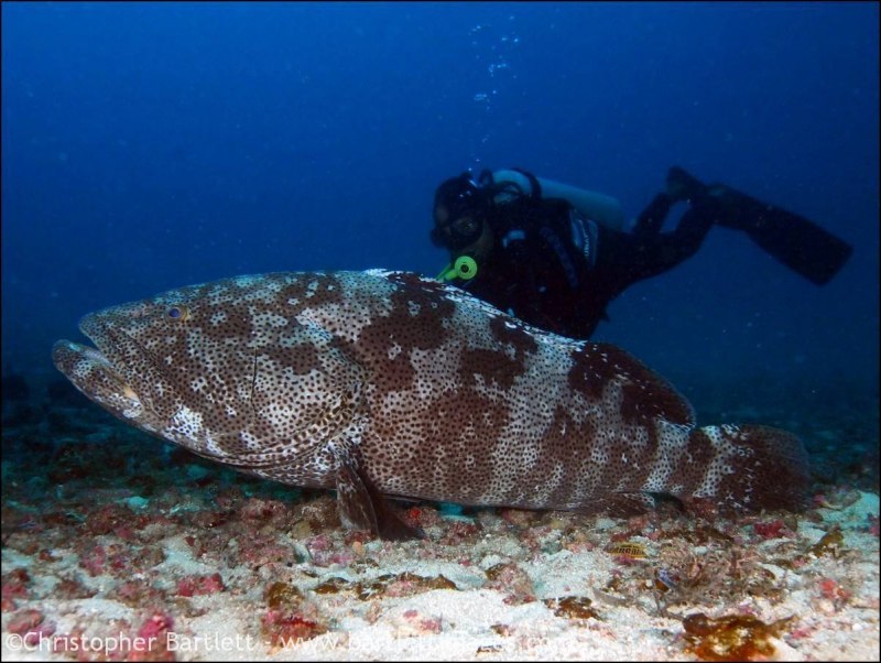 Gas Grouper