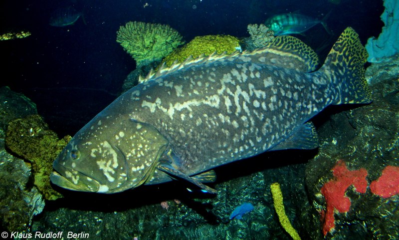 Malabar Grouper (малабарский окунь)