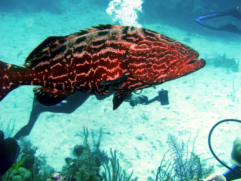Grouper Baby