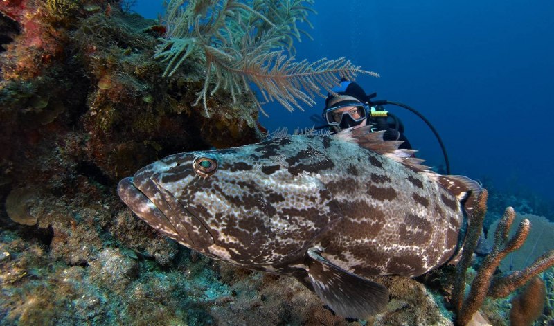 Epinephelus tukula