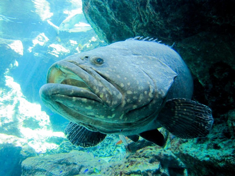Epinephelus malabaricus