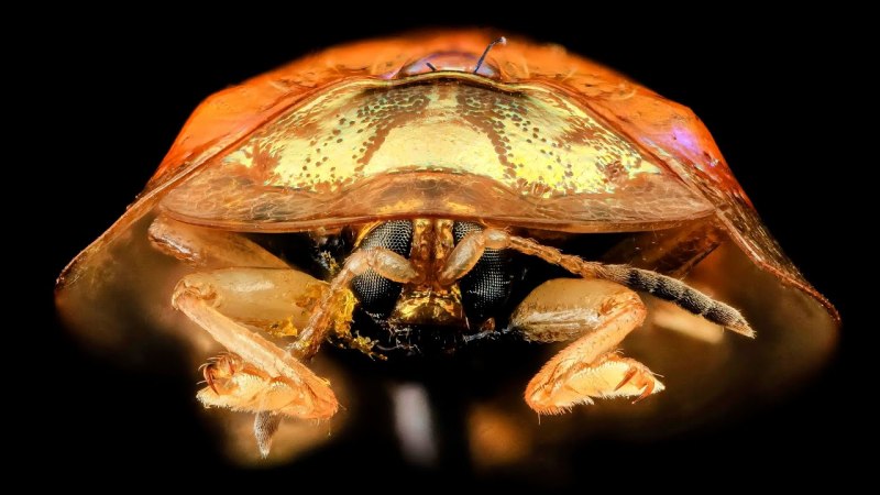 Chrysina resplendens
