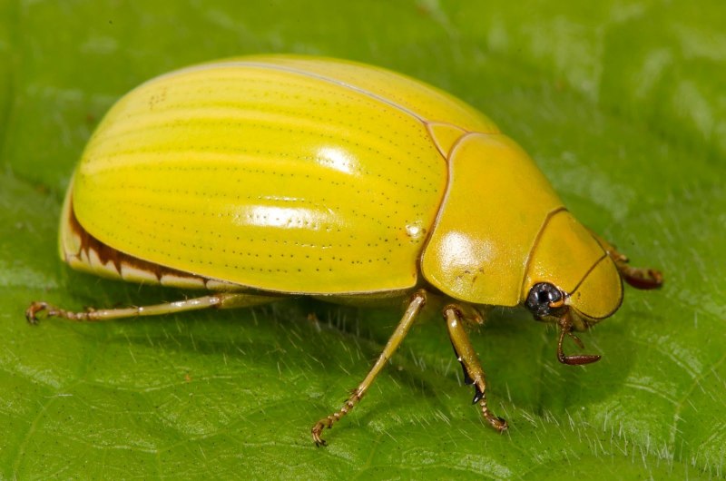 Anatis ocellata