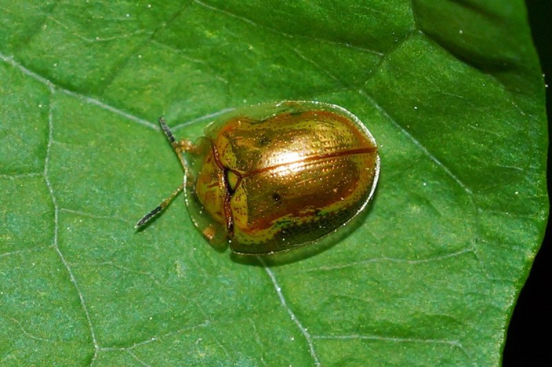 Золотой жук насекомое (69 фото)