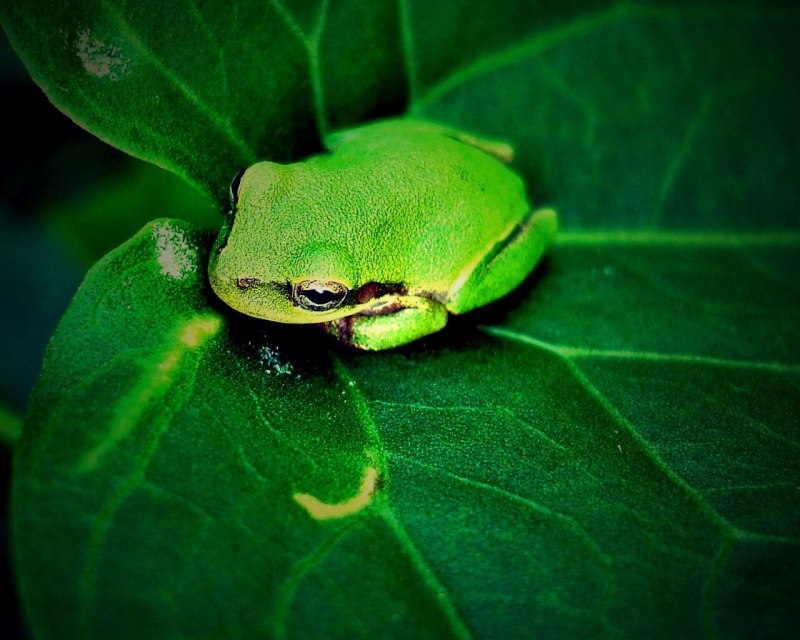 Two Green Tree Frogs