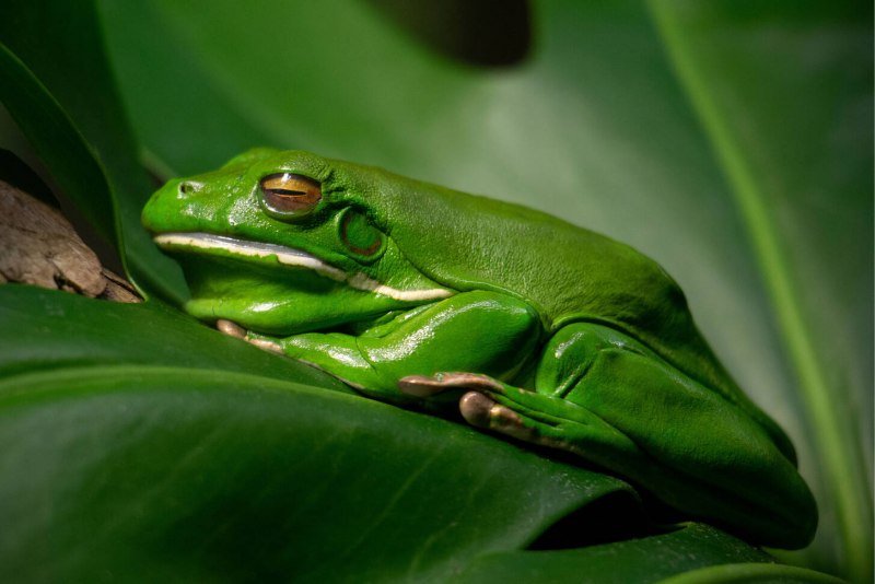 Pelophylax KL. Esculentus