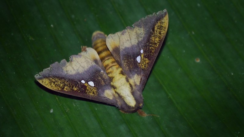 Lonomia obliqua бабочка